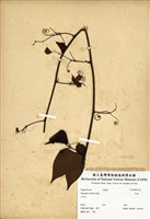 藏品(菊花木)的圖片